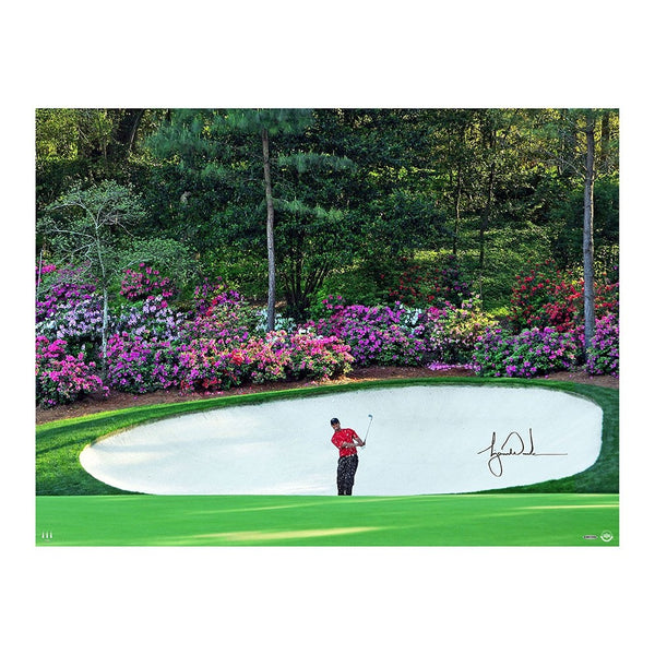 Tiger Woods Azalea 40x30 Photo Framed